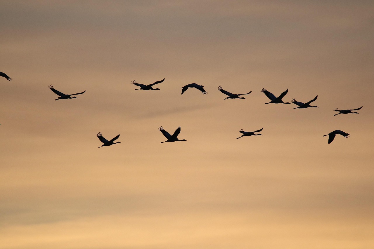 A migráció tartós téma