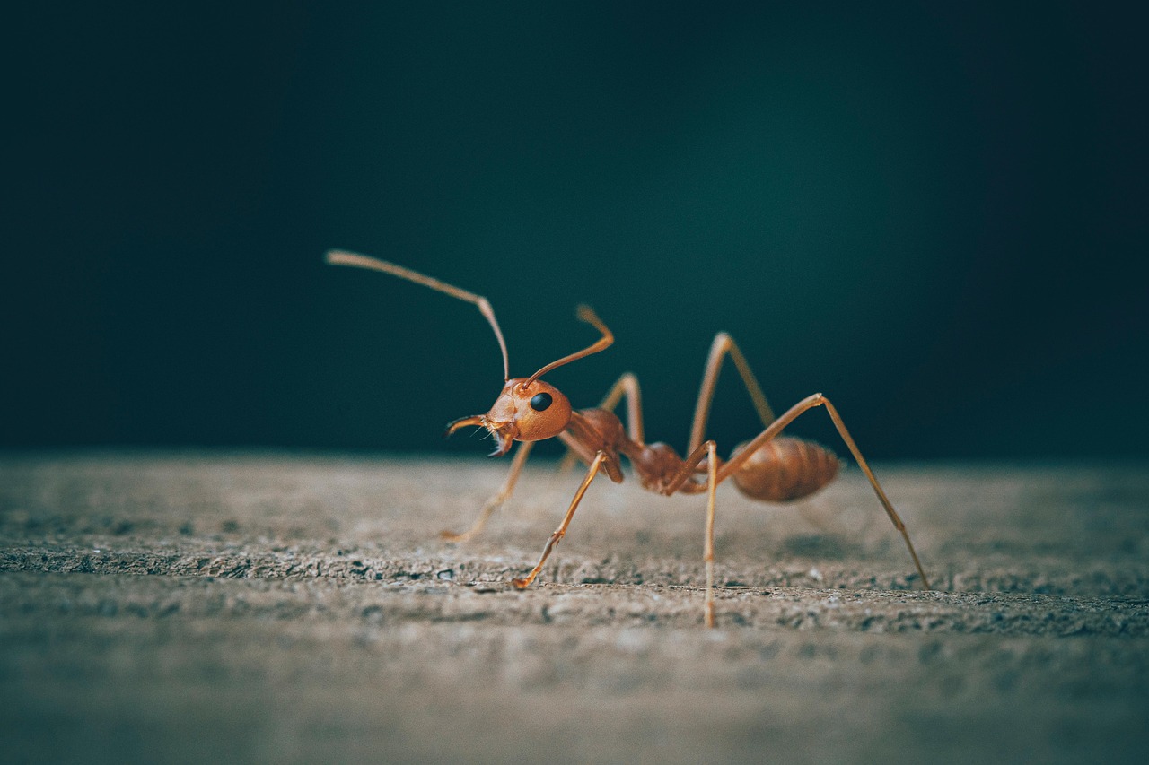 Mozgástér növelés